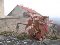 Veresgyűrűs som a várfalon